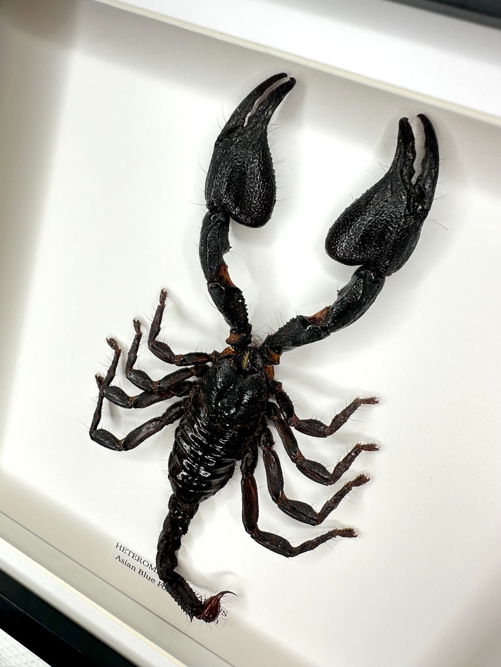 Asian Blue Forest Scorpion | Medium Frame • Taxidermy Entomology Home Decor Framed Art