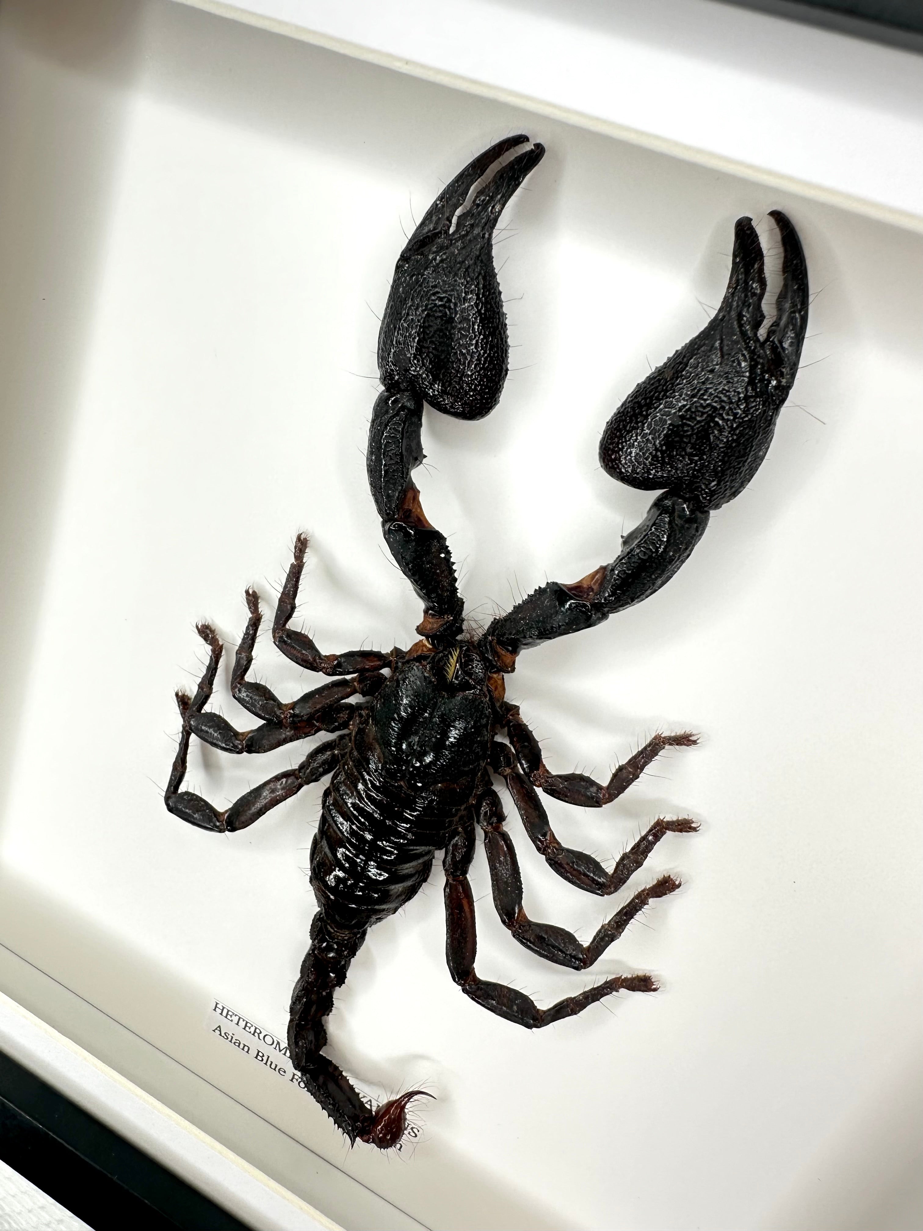 Asian Blue Forest Scorpion | Medium Frame • Taxidermy Entomology Home Decor Framed Art