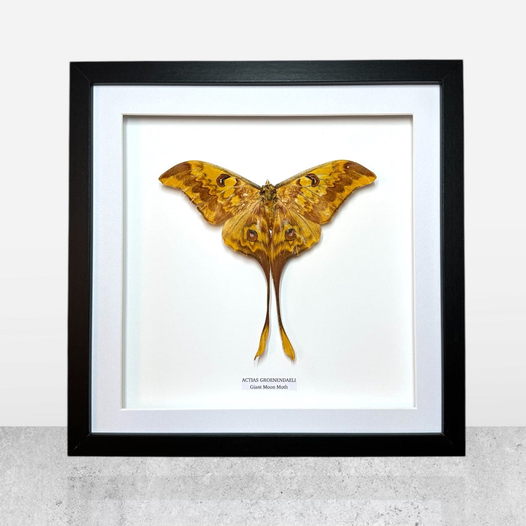 Chinese Moon Moth | Actias Groenendaeli • Large Frame • Taxidermy Entomology Home Decor Framed Art