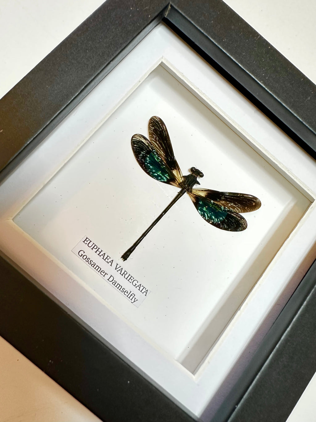 Gossomar Damselfy | Euphaea Variegata | Small Frame • Taxidermy Entomology Home Decor Framed Art