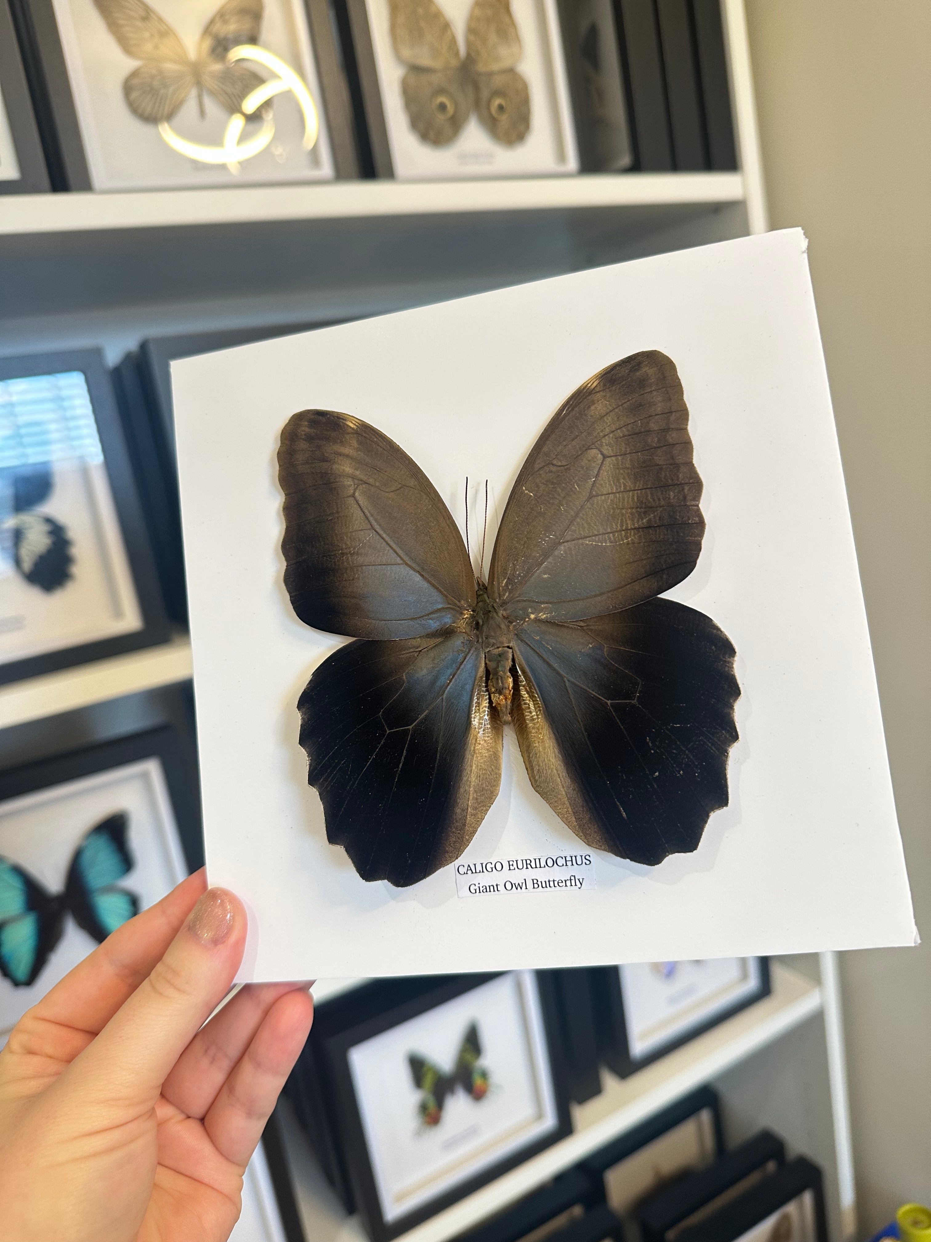 Giant Owl Butterfly | Caligo Eurilochus • Medium Frame • Entomology Frame