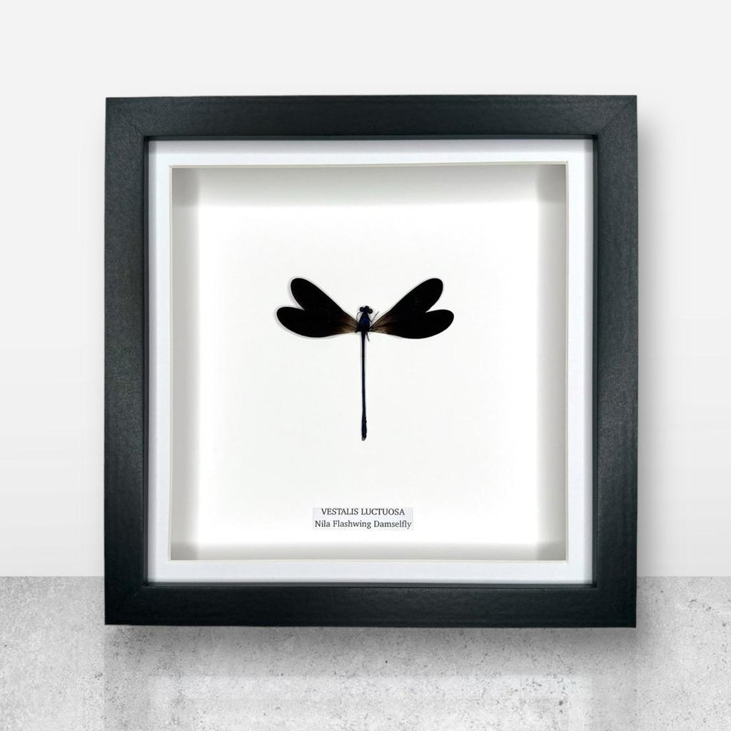 Nila Flashwing Damselfly | Vestalis Luctuosa | Medium Frame • Taxidermy Entomology Home Decor Framed Art