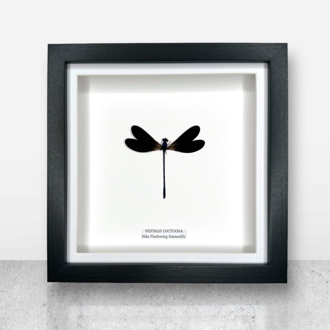 Nila Flashwing Damselfly | Vestalis Luctuosa | Medium Frame • Taxidermy Entomology Home Decor Framed Art