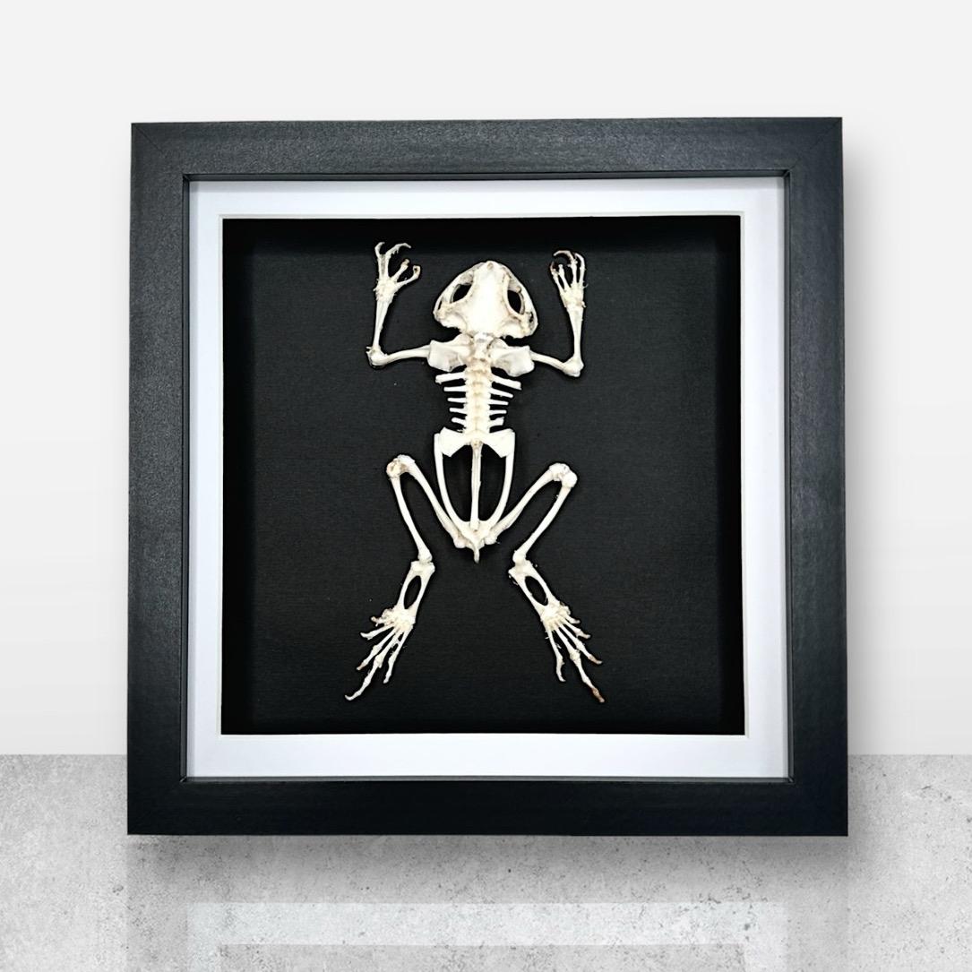Asian Common Toad Skeleton | Medium Frame • Taxidermy Entomology Home Decor Framed Art