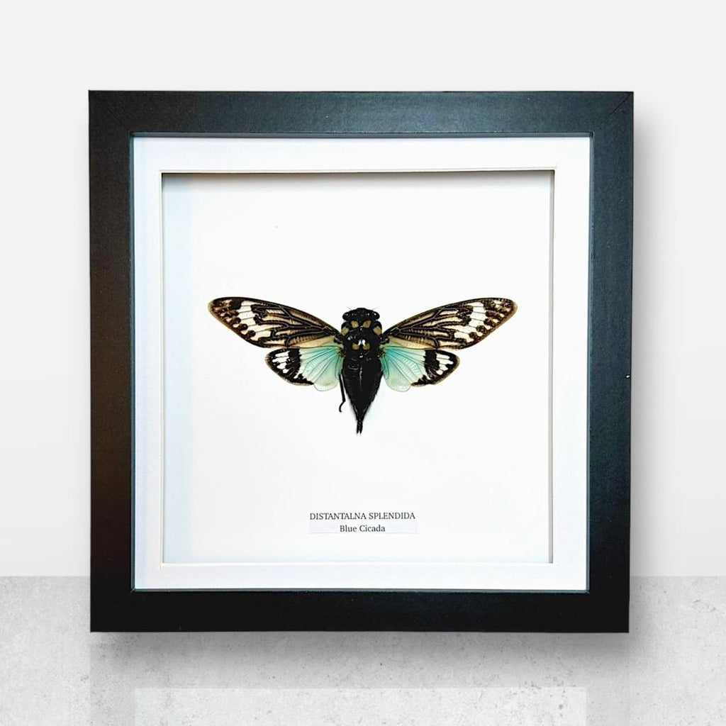 Blue Winged Cicada | Medium Frame • Taxidermy Entomology Home Decor Framed Art