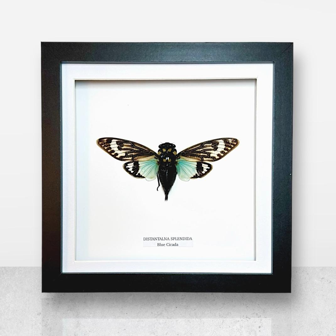 Blue Winged Cicada | Medium Frame • Taxidermy Entomology Home Decor Framed Art