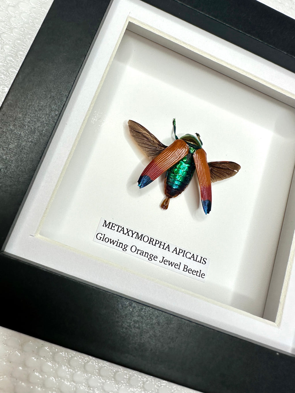 Glowing Orange Beetle | Small Frame • Taxidermy Entomology Home Decor Framed Art
