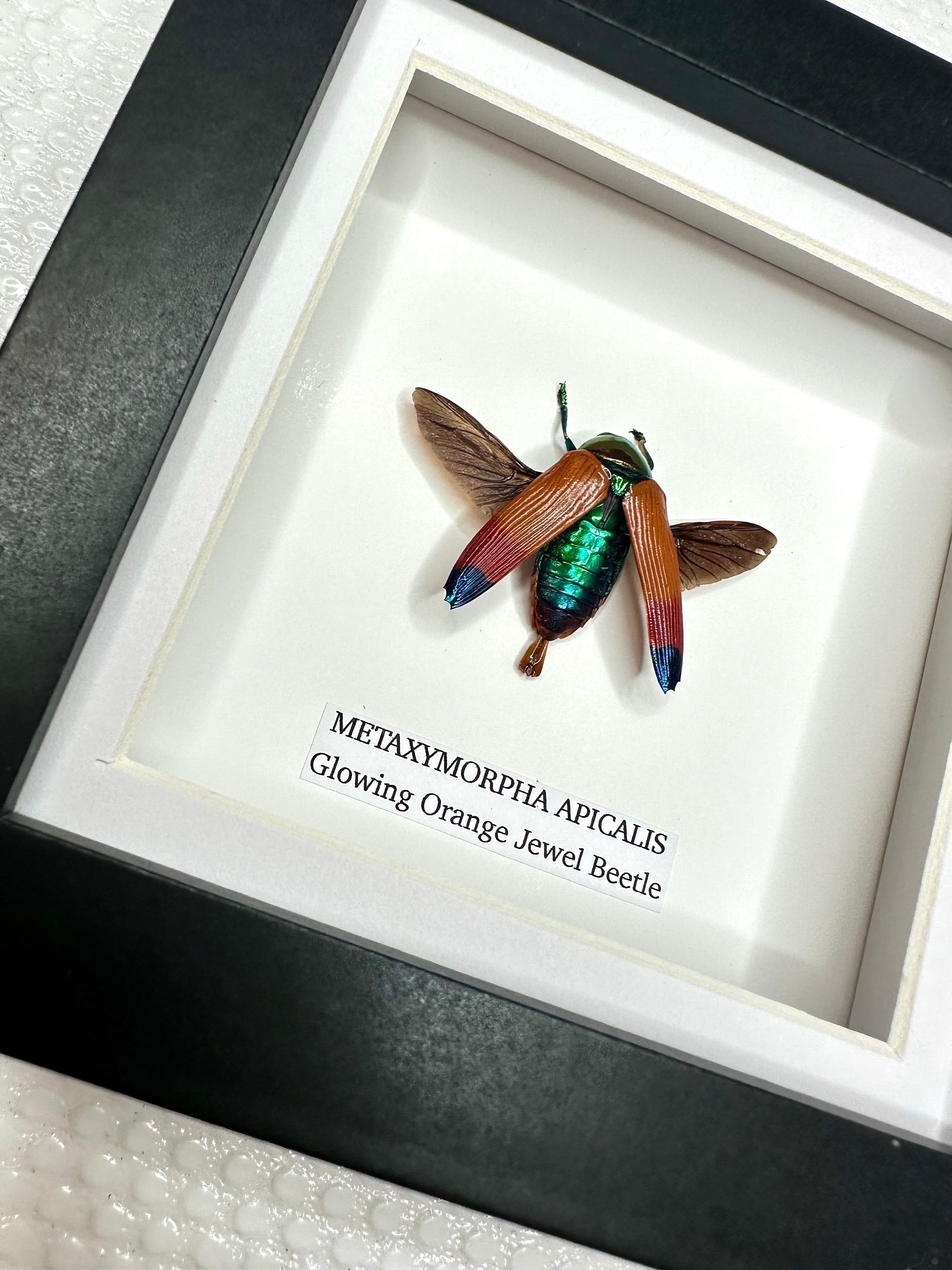 Glowing Orange Beetle | Small Frame • Taxidermy Entomology Home Decor Framed Art x