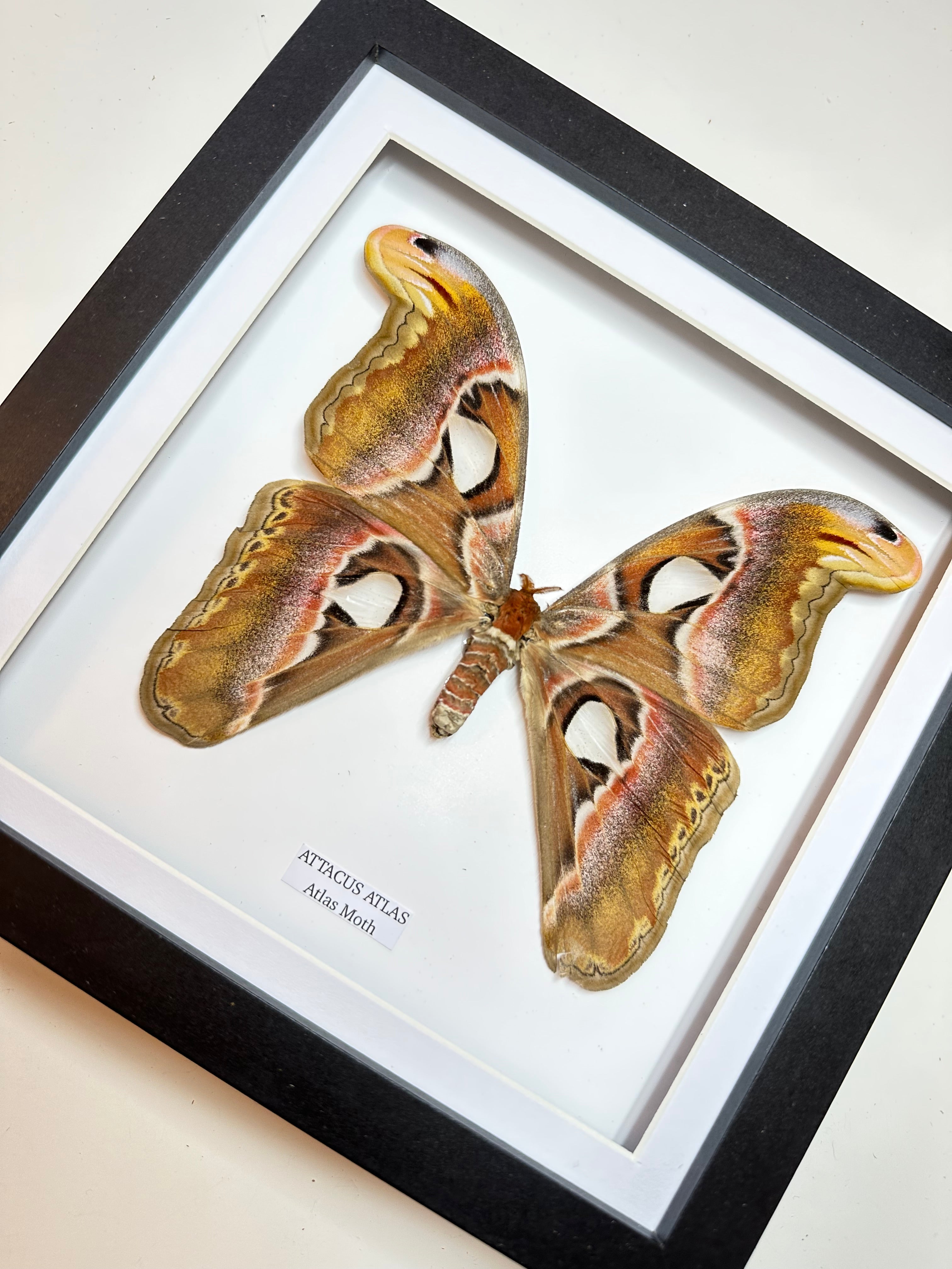 Giant Atlas Moth | Attacus Atlas | Large Frame • Taxidermy Entomology Home Decor Framed Art