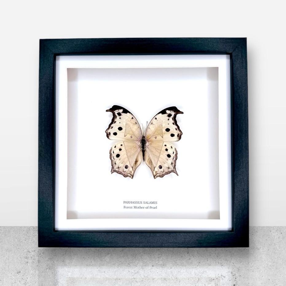 Forest Mother-of-pearl | Parhassus Salamis | Medium Frame • Taxidermy Entomology Home Decor Framed Art
