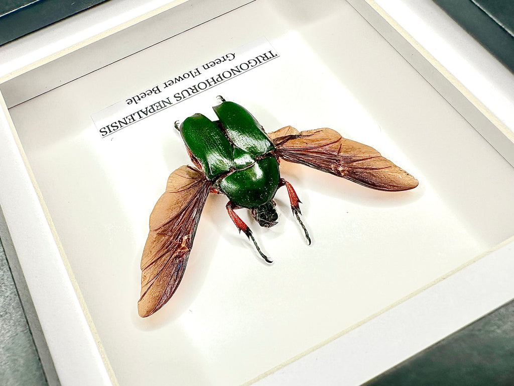 Green Flower Beetle | Trigonophorus Nepalensis | Small Frame - Insect Taxidermy Entomology Home Decor Framed Natural Art