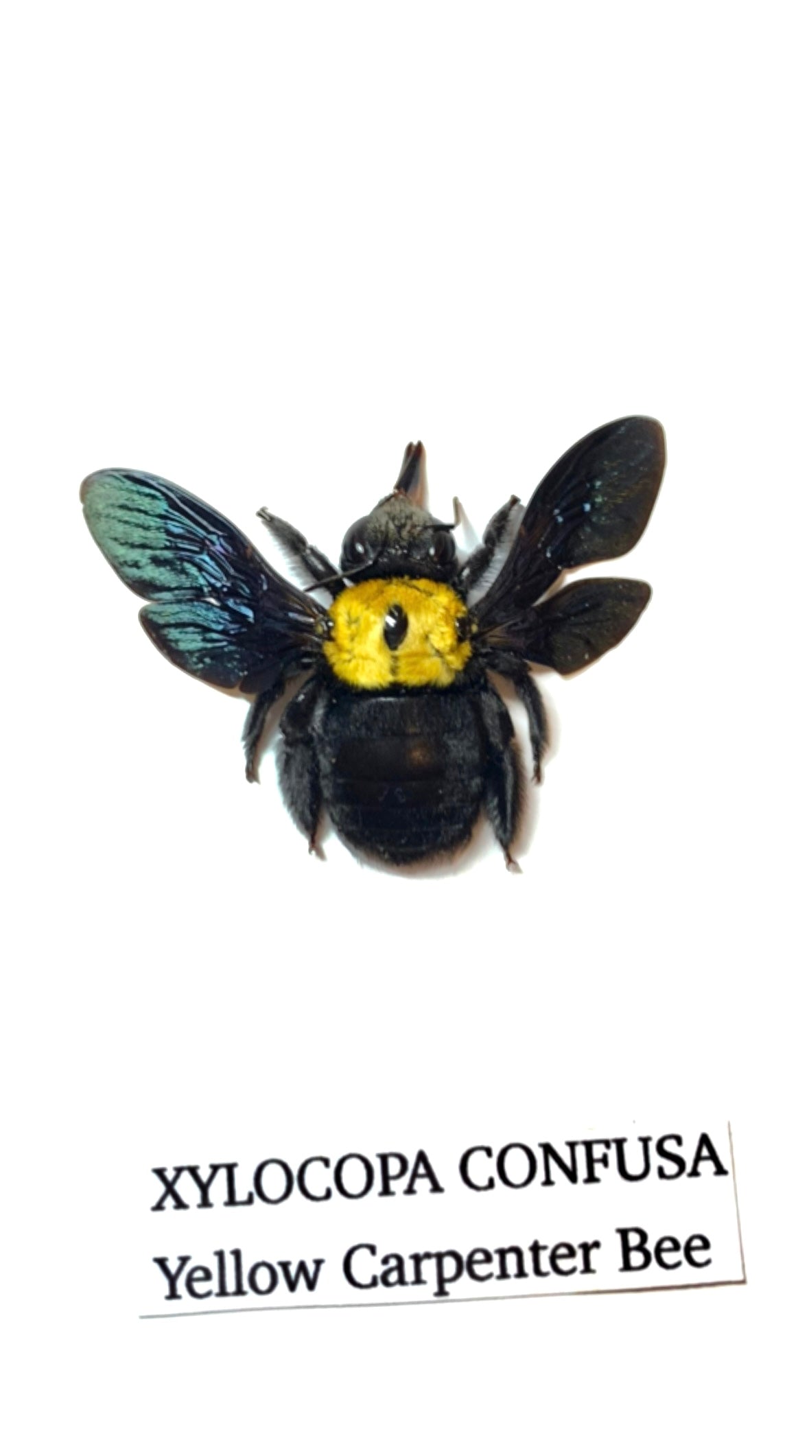 Yellow Carpenter Bee | Xylocopa Confusa | Small Frame • Taxidermy Entomology Home Decor Framed Art