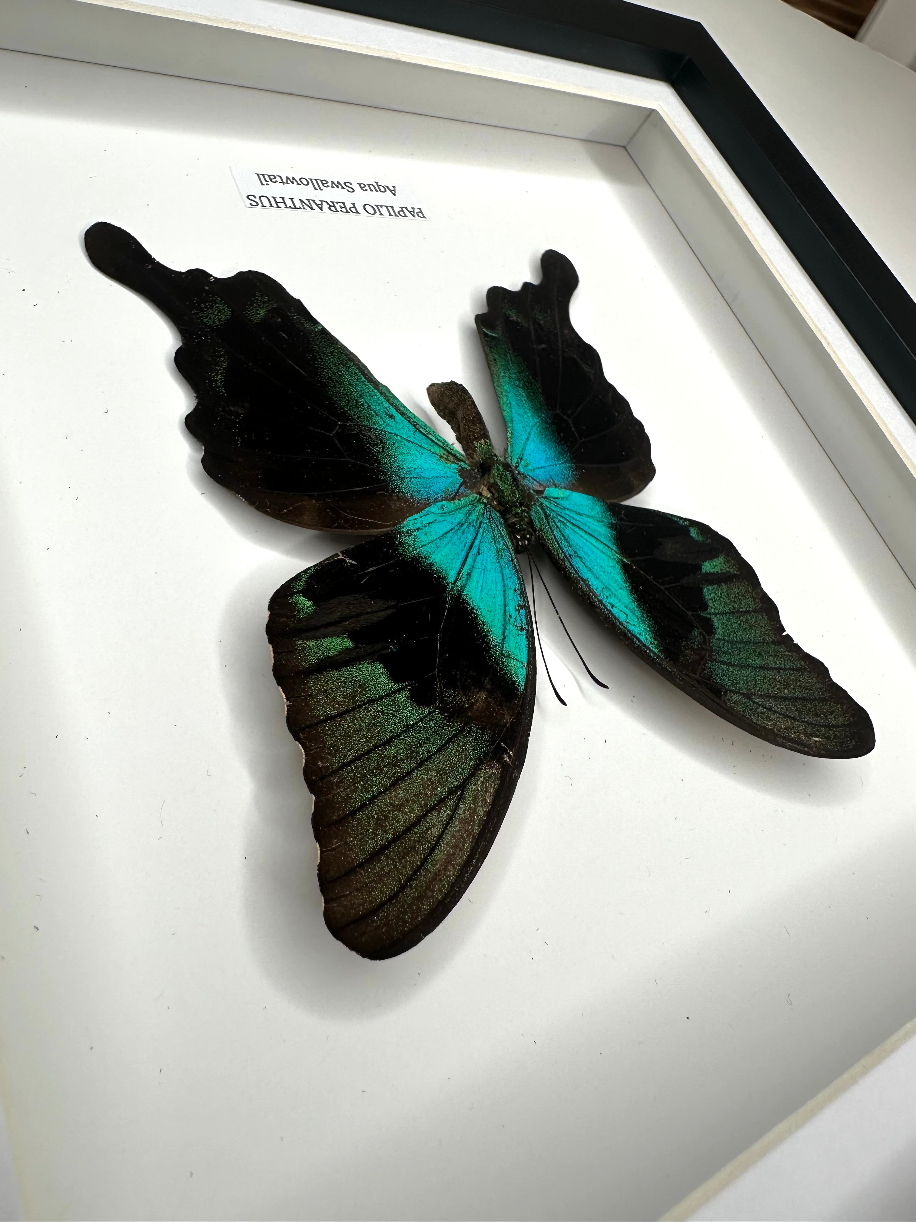 Aqua Swallowtail | Papilio Peranthus | Medium Frame - Taxidermy Entomology Home Decor Framed Natural Art