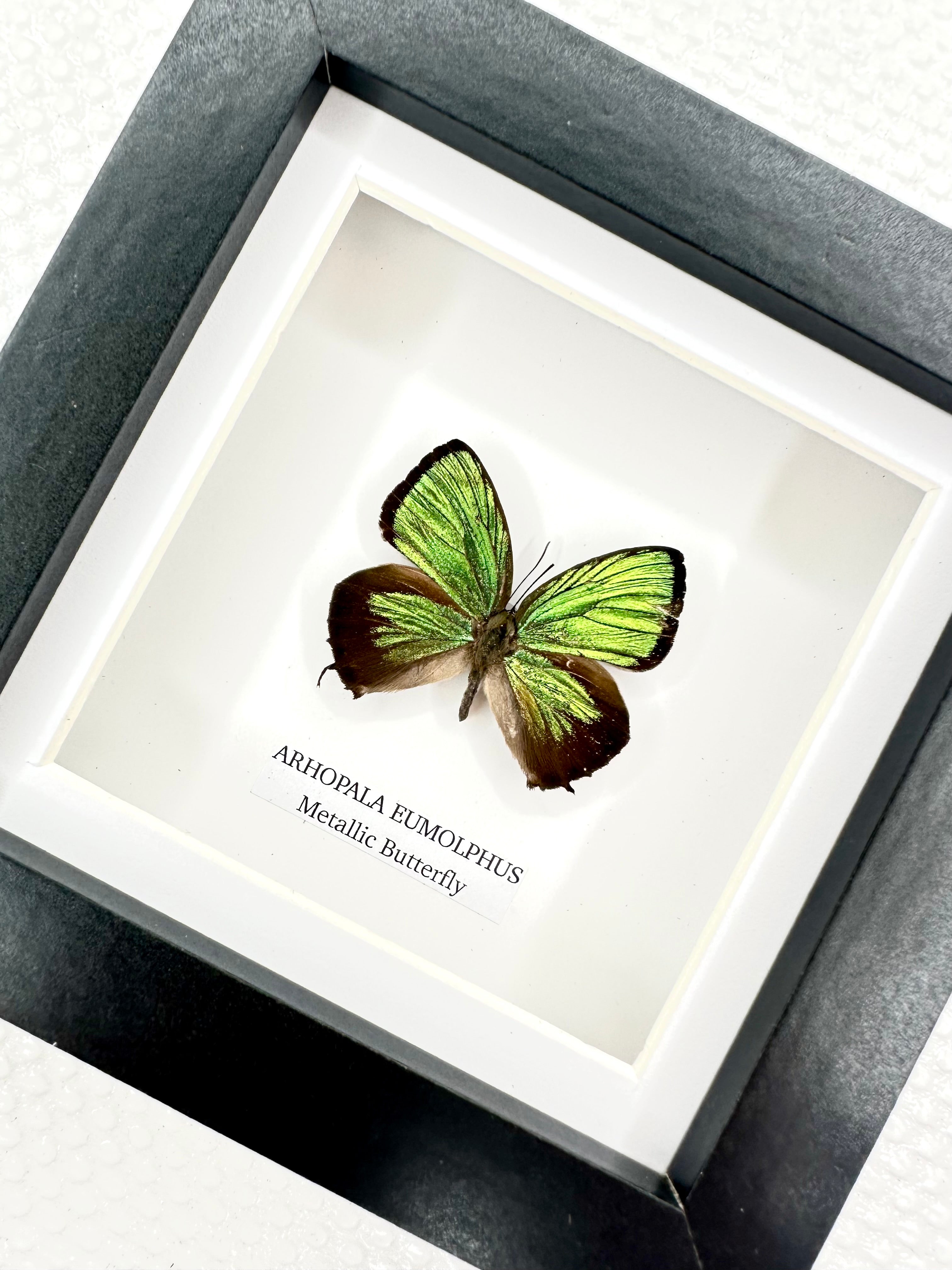 Green Metallic Butterfly | Arhopala Eumolphus | Small Frame • Taxidermy Entomology Home Decor Framed Art