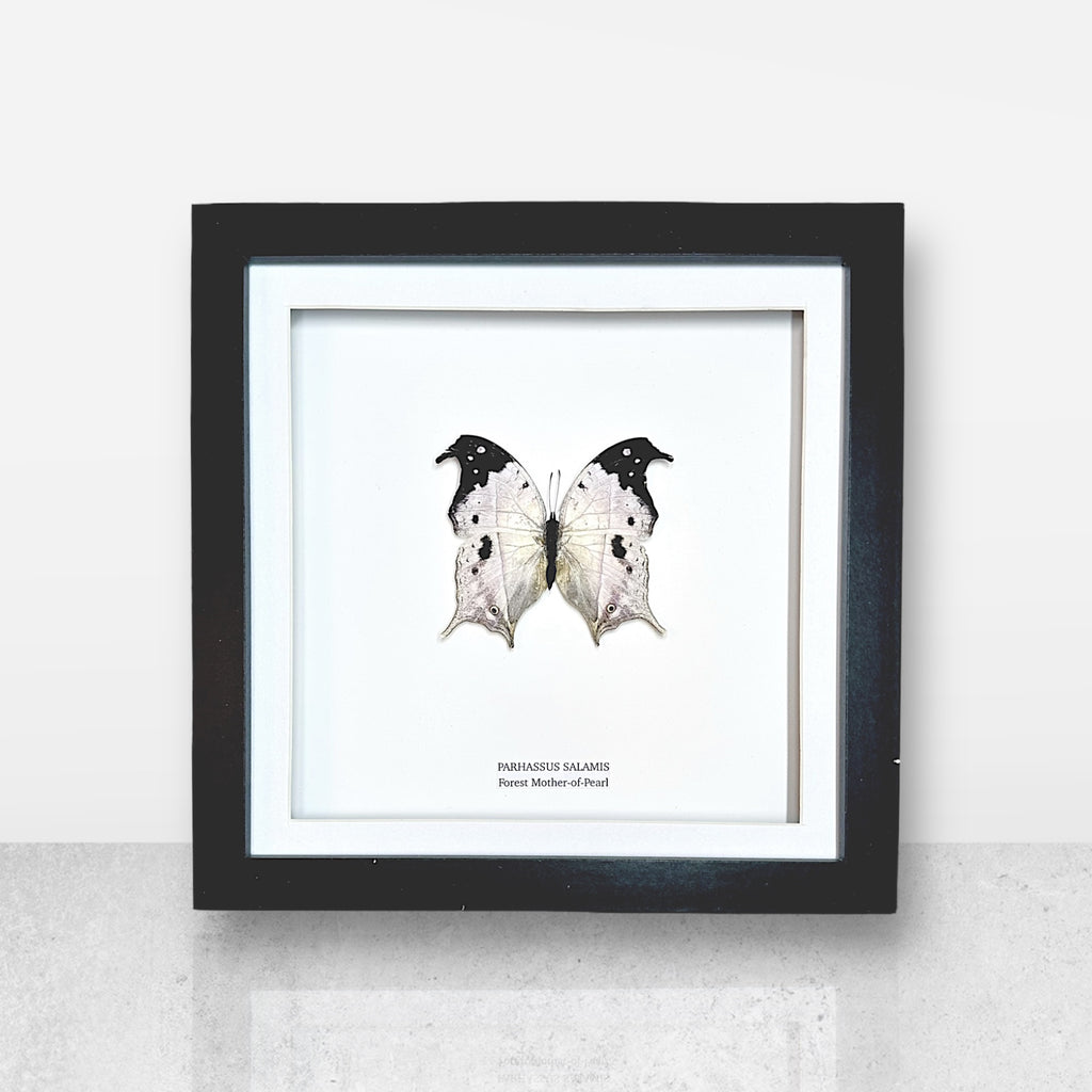Forest Mother-of-pearl | Parhassus Salamis | Medium Frame • Taxidermy Entomology Home Decor Framed Art