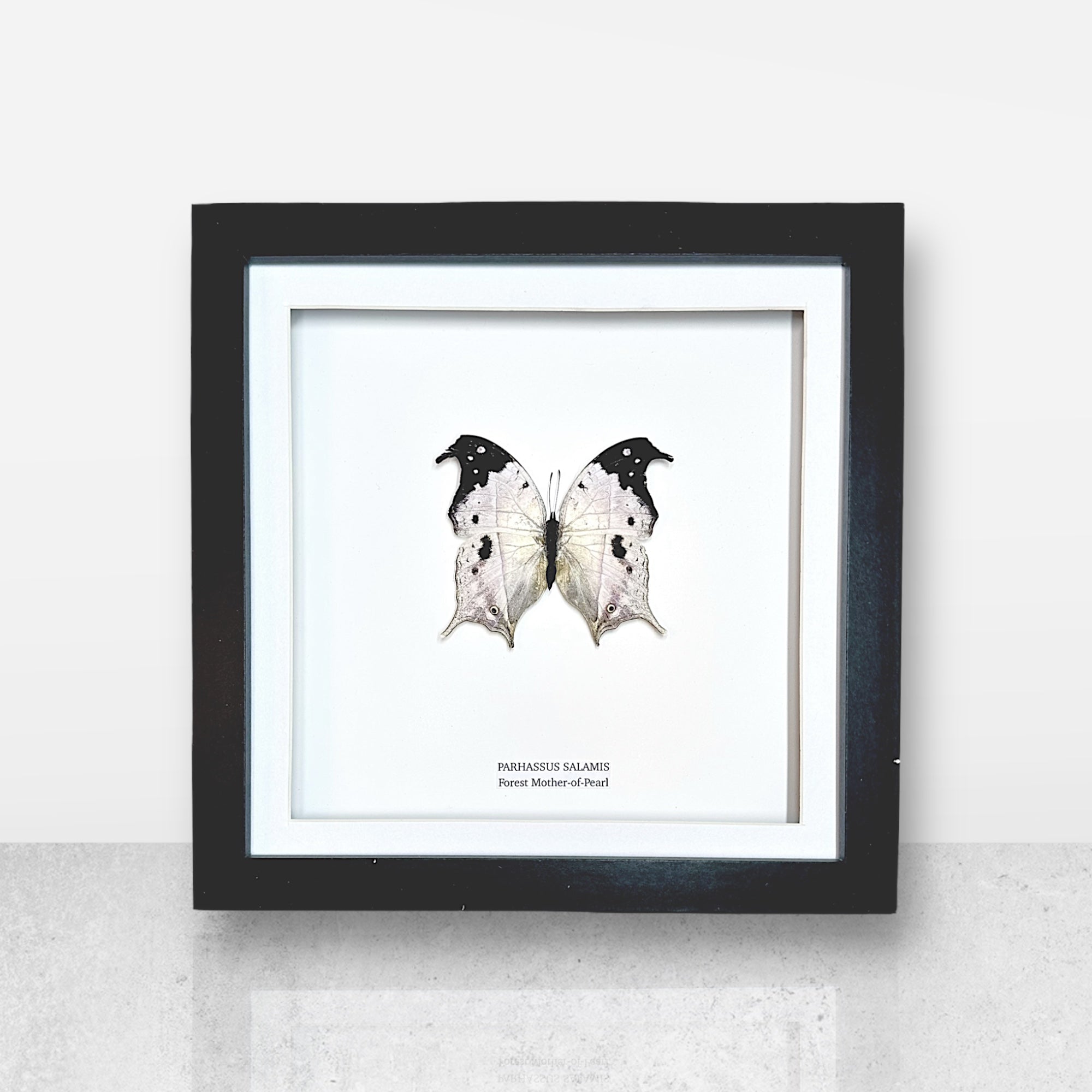 Forest Mother-of-pearl | Parhassus Salamis | Medium Frame • Taxidermy Entomology Home Decor Framed Art