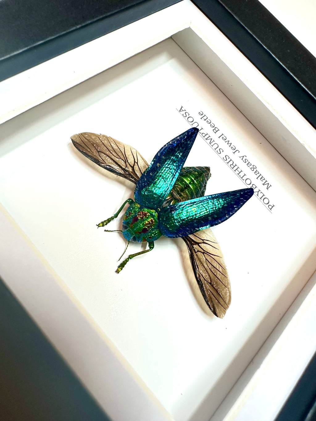 Malagasy Jewel Beetle | Small Frame • Taxidermy Entomology Home Decor Framed Art