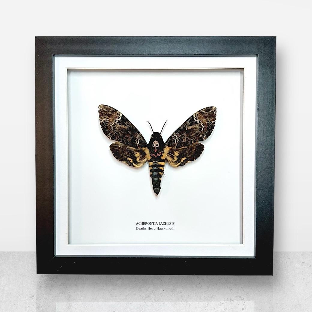 Deaths Head Hawk-Moth | Acherontia Lachesis | Medium Frame • Taxidermy Entomology Home Decor Framed Art