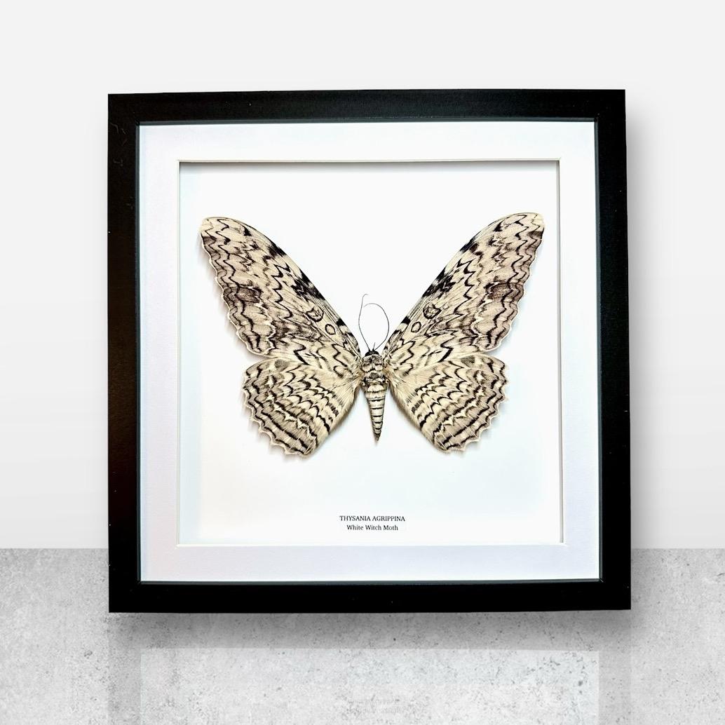 White Witch Moth | Thysania Agrippina | Large Frame • Taxidermy Entomology Home Decor Framed Art