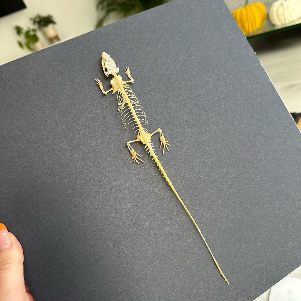 Lizard Skeleton | Large Frame • Taxidermy Entomology Home Decor Framed Art