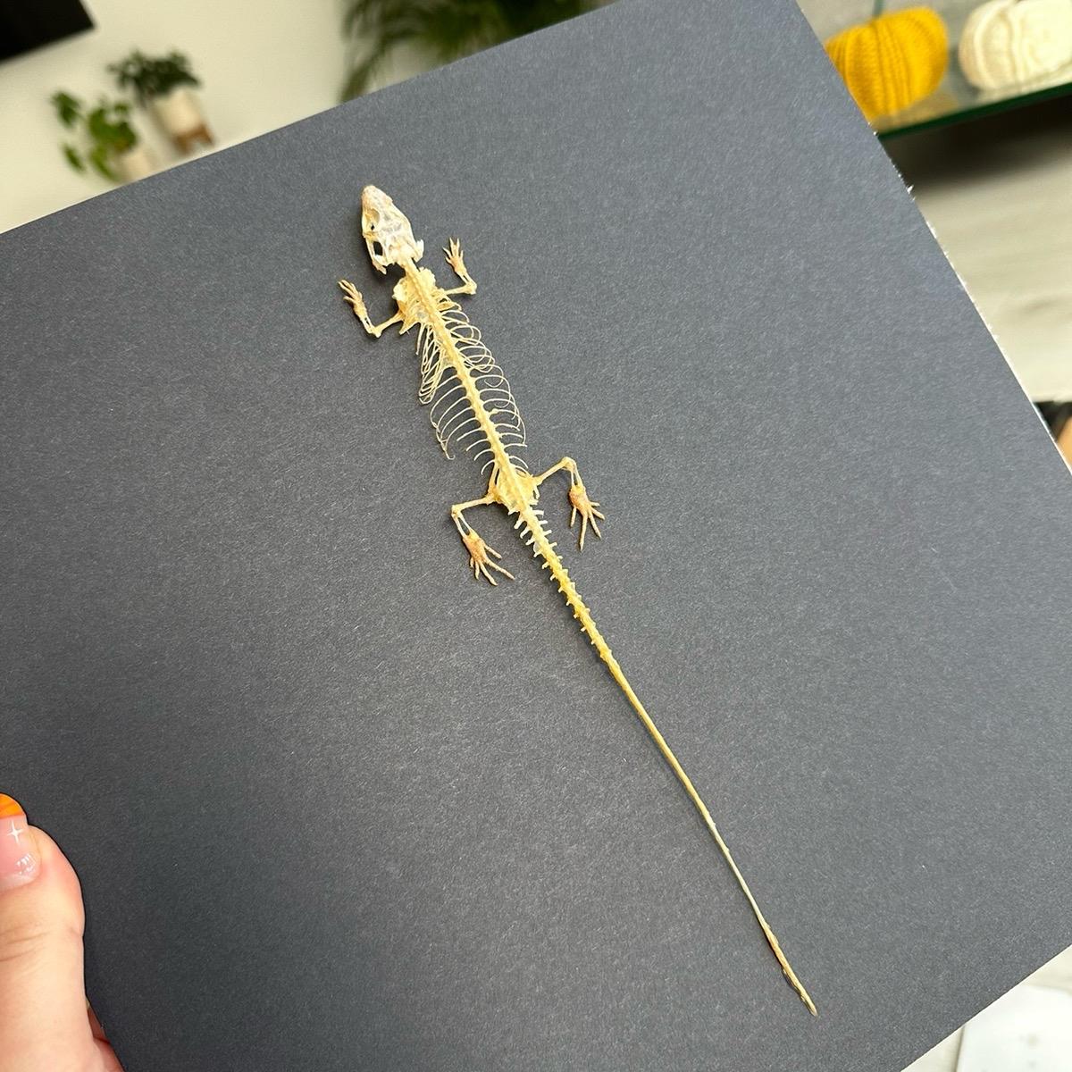 Lizard Skeleton | Large Frame • Taxidermy Entomology Home Decor Framed Art