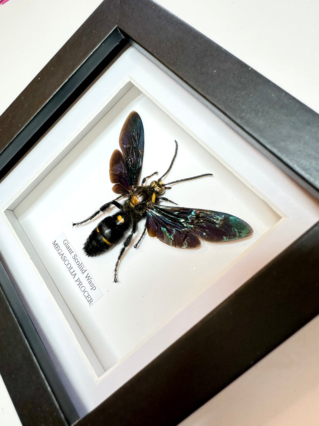 Giant Scoliid Wasp | Male Megascolia Procer | Small Frame • Taxidermy Entomology Home Decor Framed Art