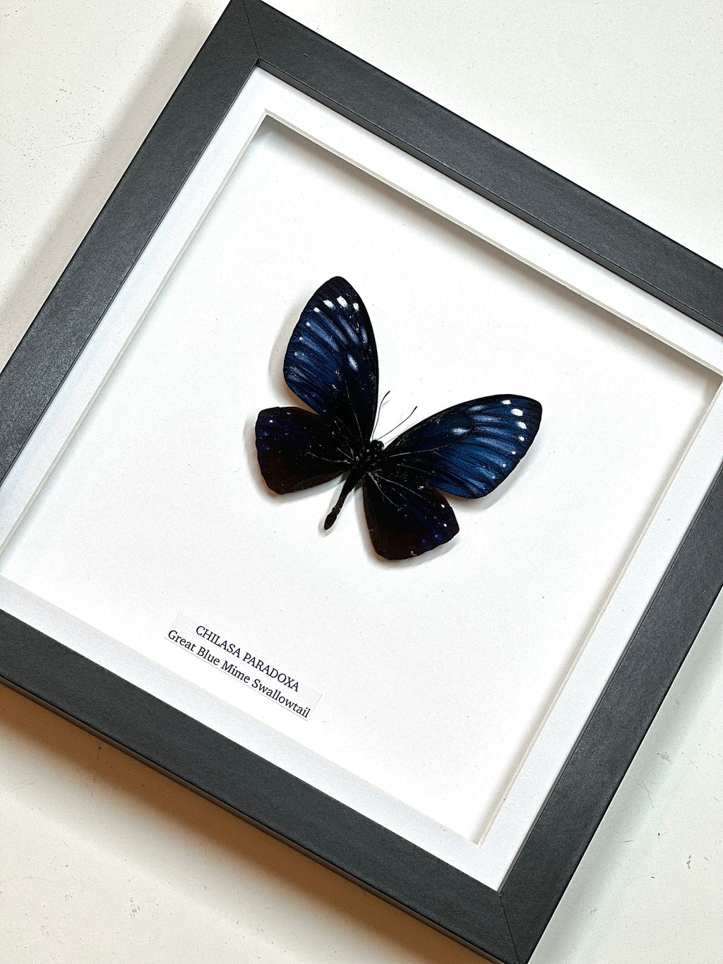 Rare! Great Blue Mime | Chilasa Paradoxa • Medium Frame • Real Taxidermy Art