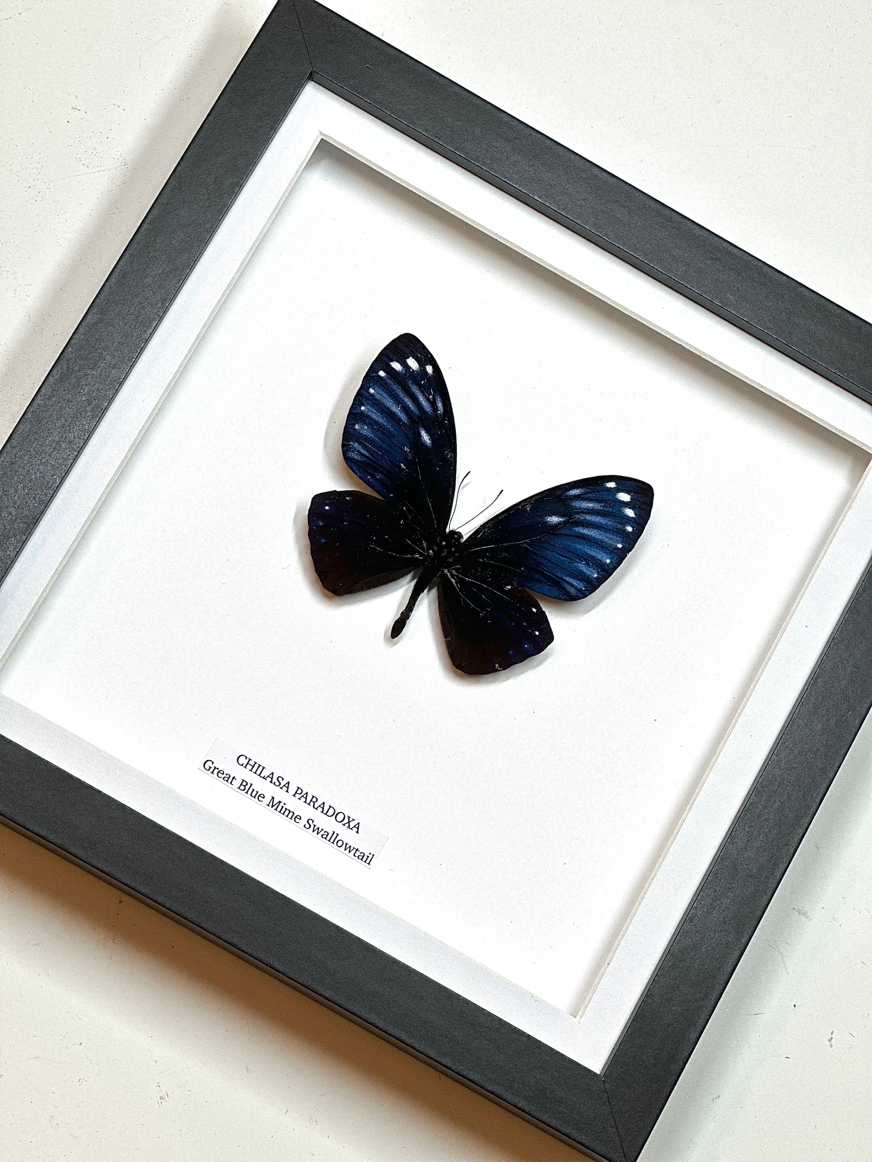 Rare! Great Blue Mime | Chilasa Paradoxa • Medium Frame • Real Taxidermy Art