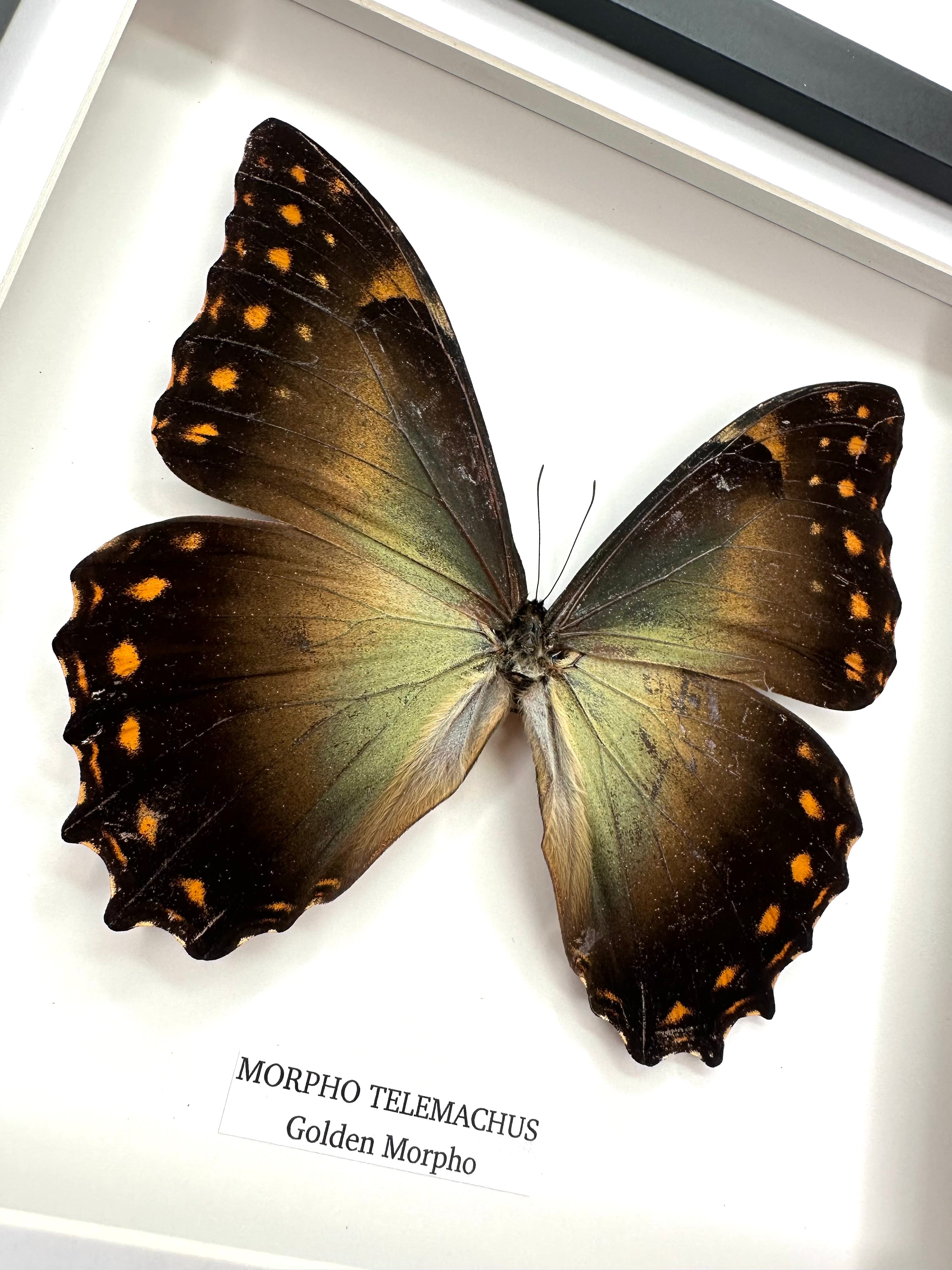 Golden Morpho | Morpho Telemachus | Medium Frame • Taxidermy Entomology Home Decor Framed Art