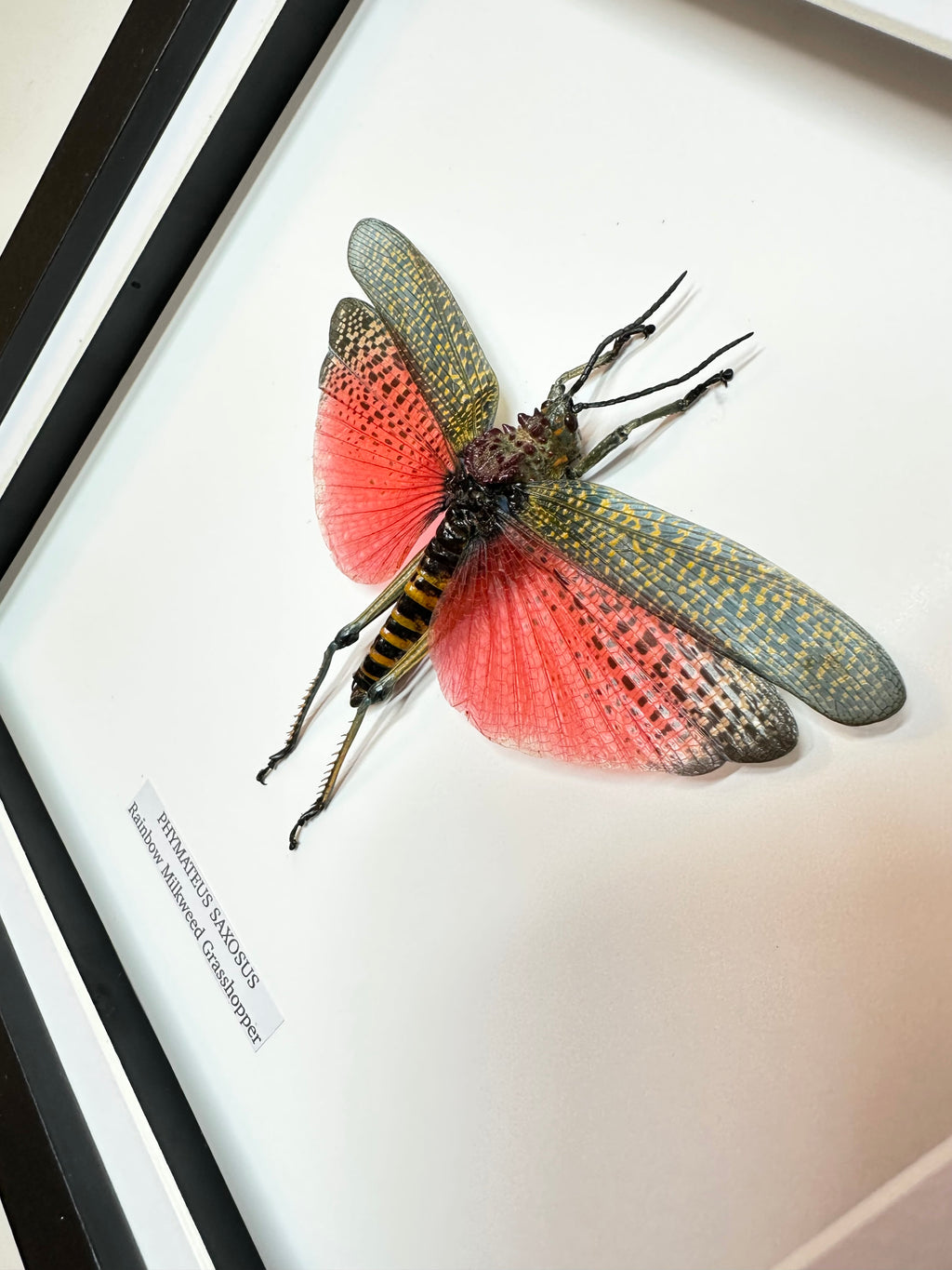 Rainbow Milkweed Grasshopper | Medium Frame • Taxidermy Entomology Home Decor Framed Art