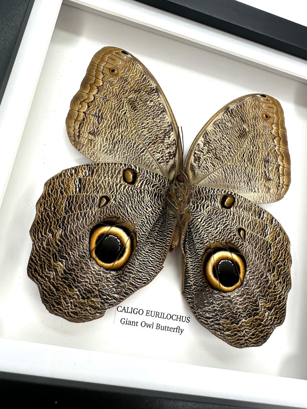 Giant Owl Butterfly | Caligo Eurilochus • Medium Frame • Entomology Frame