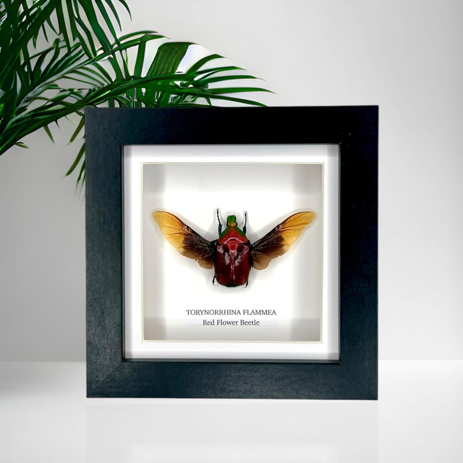 Red Flower Beetle | Torynorrhina Flammea | Small Frame - Insect Taxidermy Entomology Home Decor Framed Natural Art
