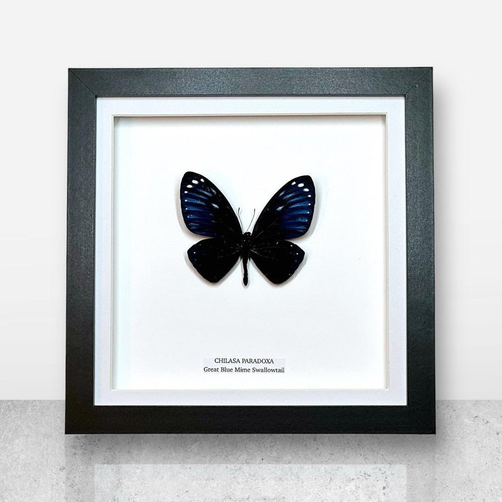Rare! Great Blue Mime | Chilasa Paradoxa • Medium Frame • Real Taxidermy Art