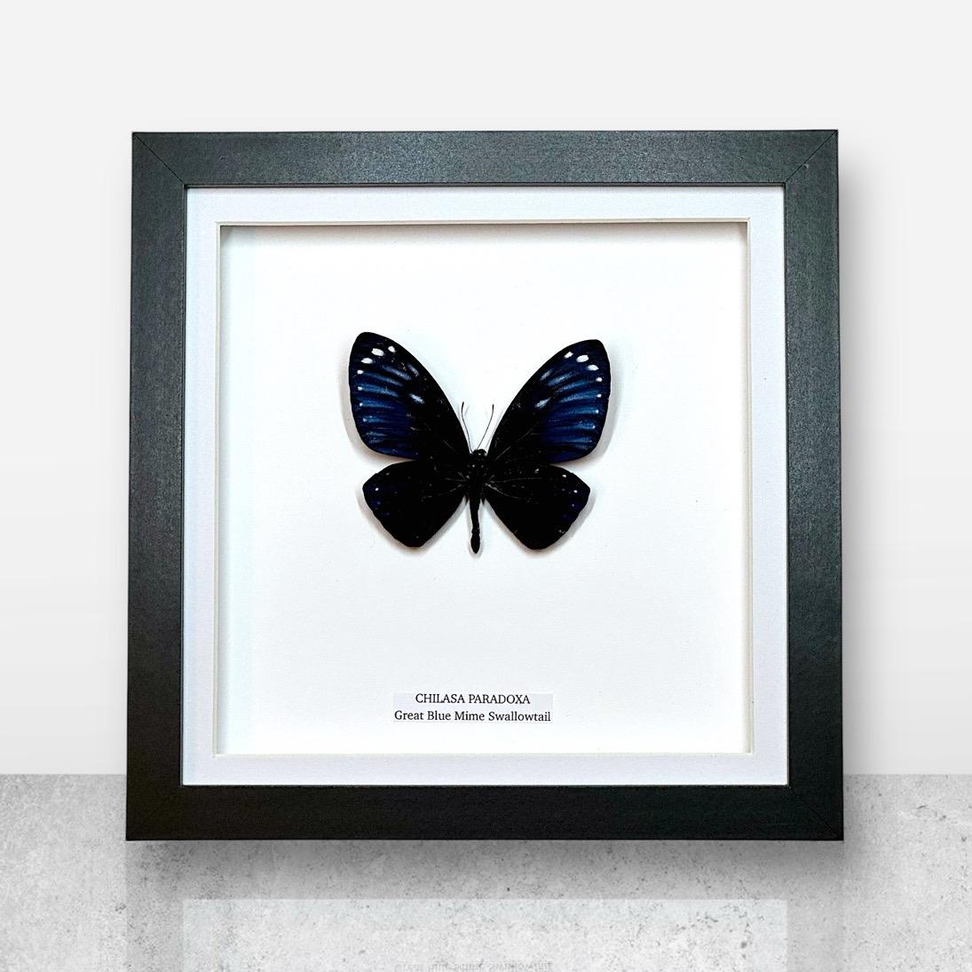Rare! Great Blue Mime | Chilasa Paradoxa • Medium Frame • Real Taxidermy Art