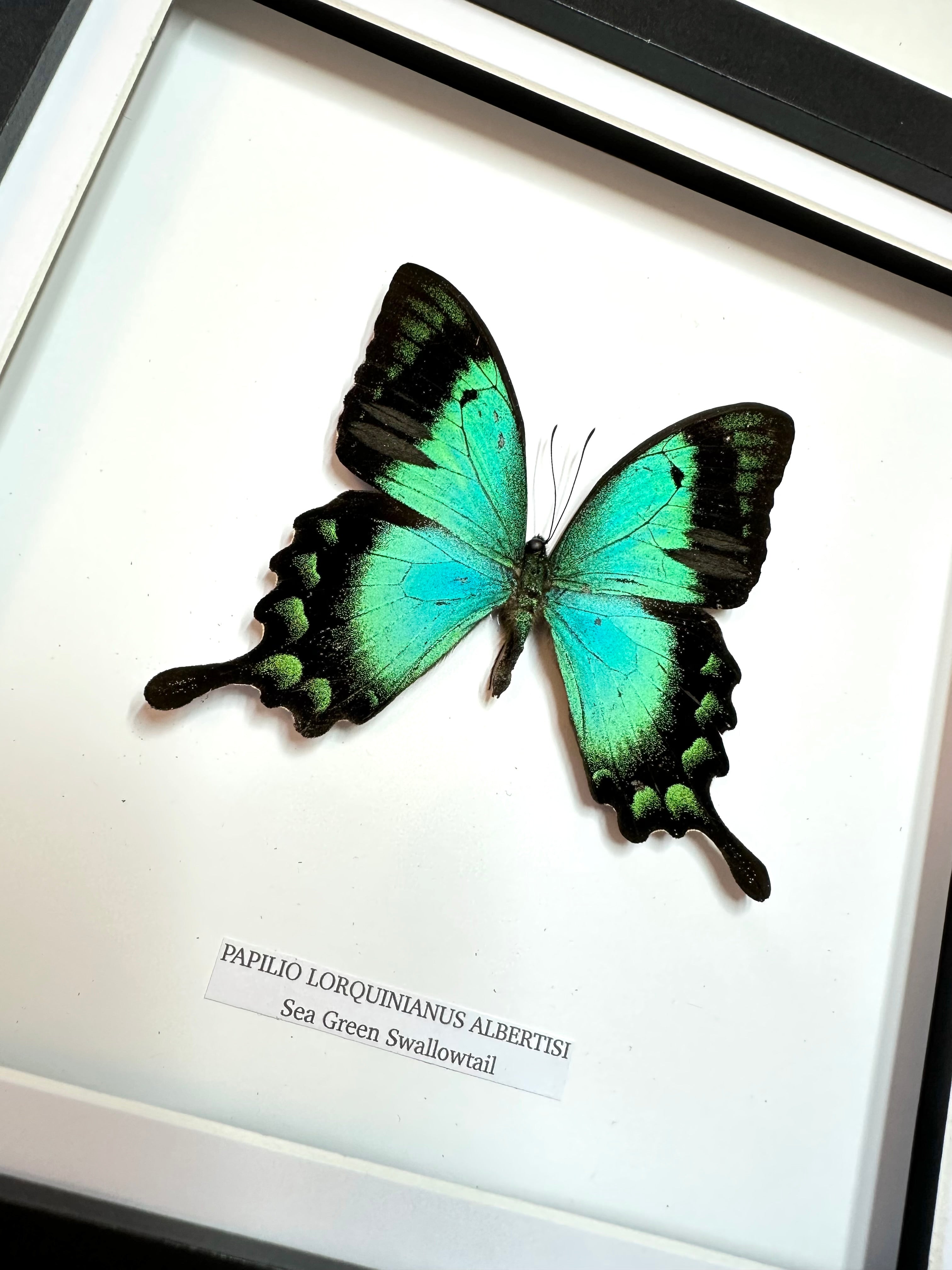 Sea Green Albertisi Swallowtail | Medium Frame • Taxidermy Entomology Home Decor Framed Art