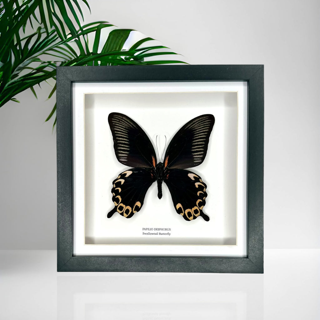 Deiphobus Swallowtail Butterfly | Papilio Deiphobus | Medium Frame - Taxidermy Entomology Home Decor Framed Natural Art