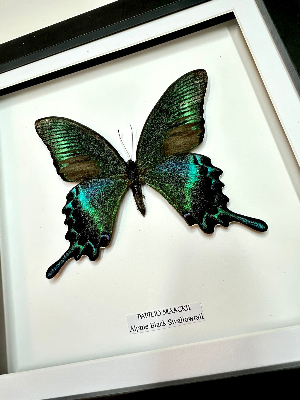 Alpine Black Swallowtail | Papilio Maackii | Medium Frame • Taxidermy Entomology Home Decor Framed Art