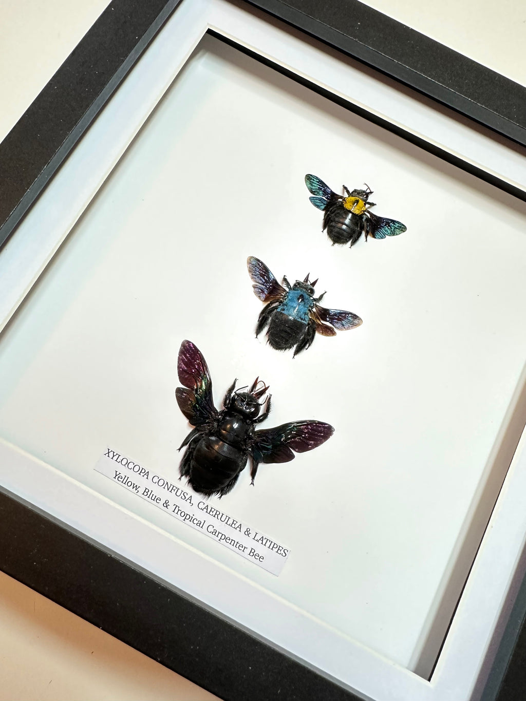 Triple Carpenter Bees | Xylocopa Caerulea, Latipes, Confusa | Medium Frame • Taxidermy Entomology Home Decor Framed Art