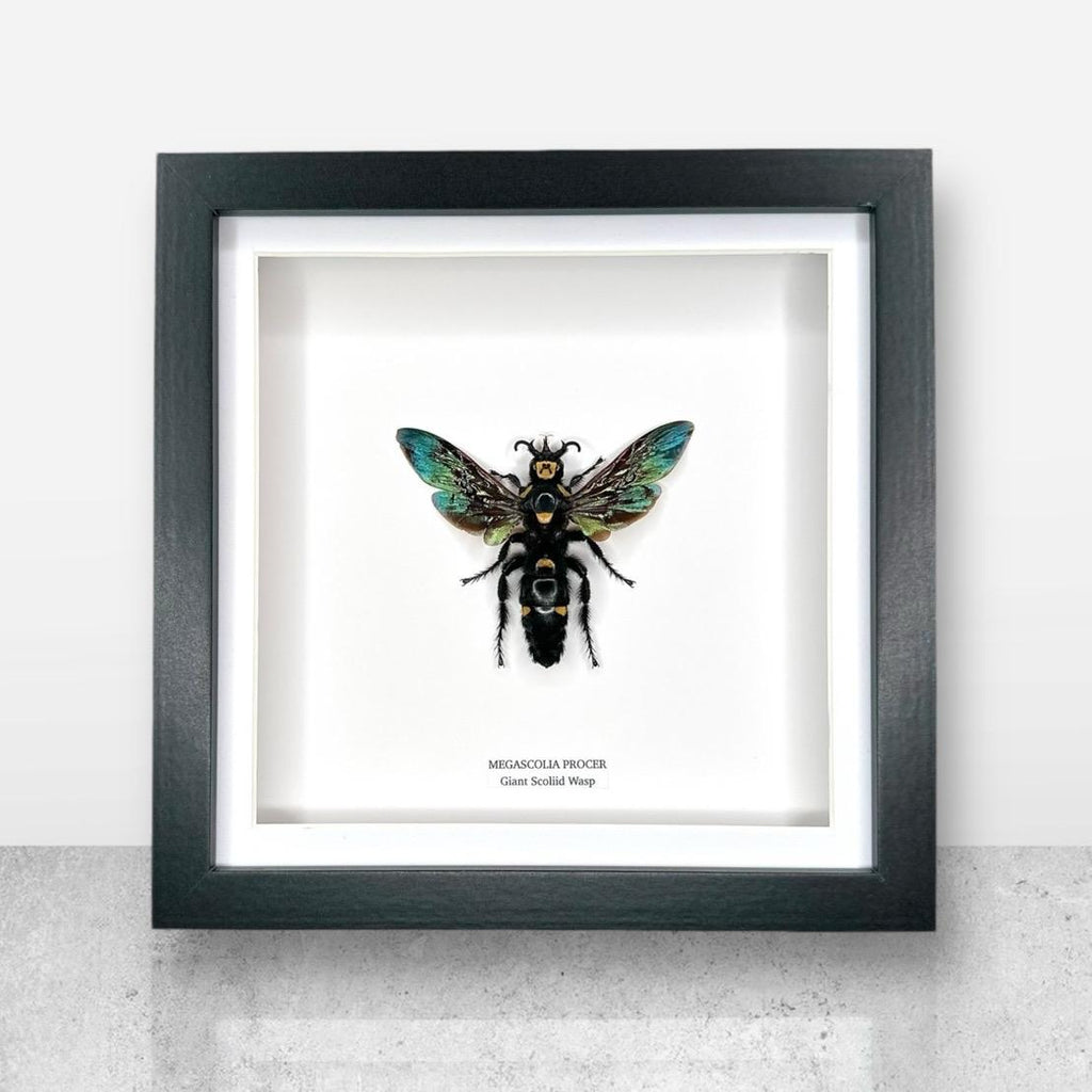 Giant Scoliid Wasp | Female Megascolia Procer | Medium Frame • Taxidermy Entomology Home Decor Framed Art