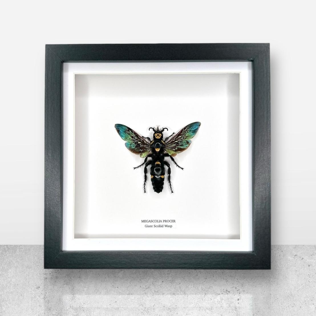Giant Scoliid Wasp | Female Megascolia Procer | Medium Frame • Taxidermy Entomology Home Decor Framed Art