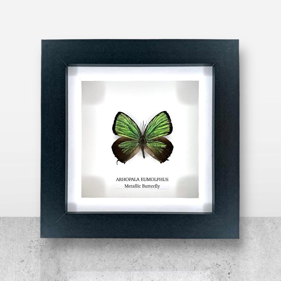 Green Metallic Butterfly | Arhopala Eumolphus | Small Frame • Taxidermy Entomology Home Decor Framed Art