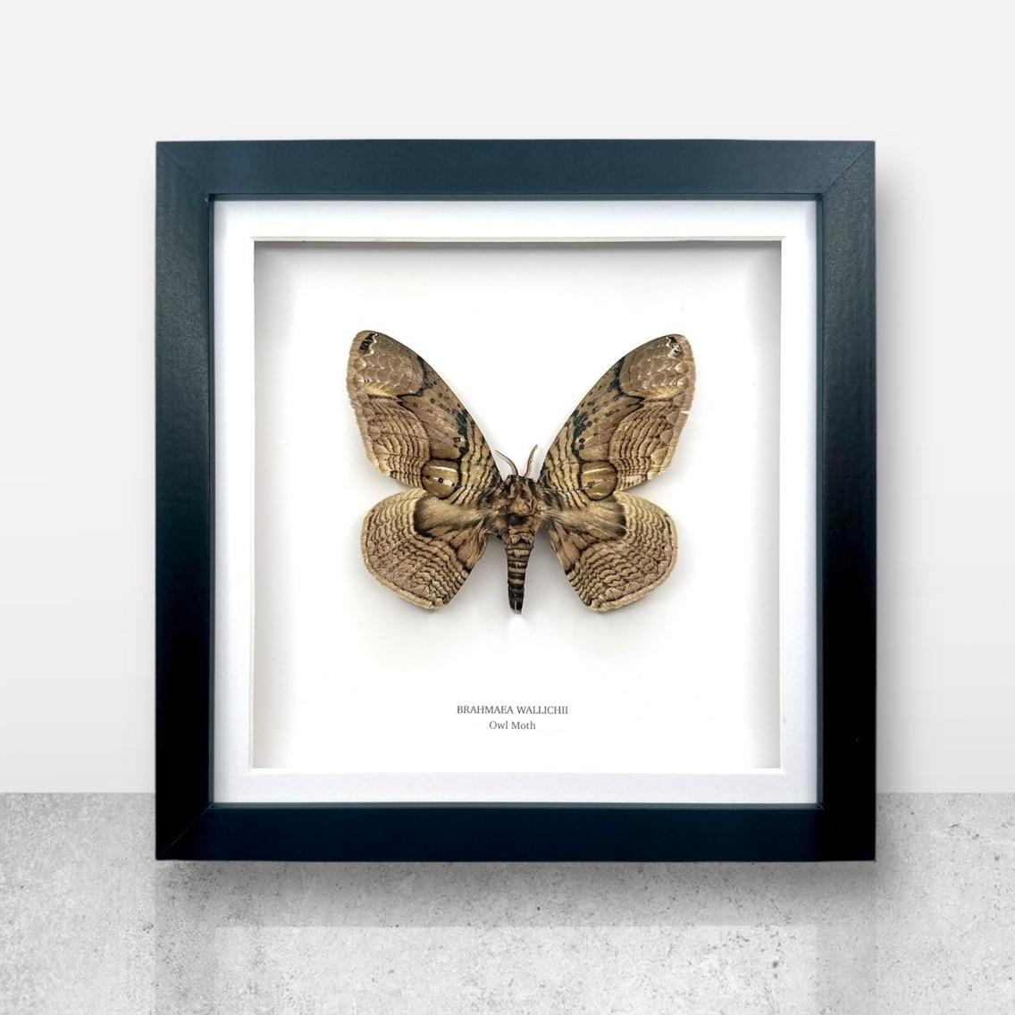 Owl Moth | Brahmaea Wallichii | Medium Frame • Taxidermy Entomology Home Decor Framed Art