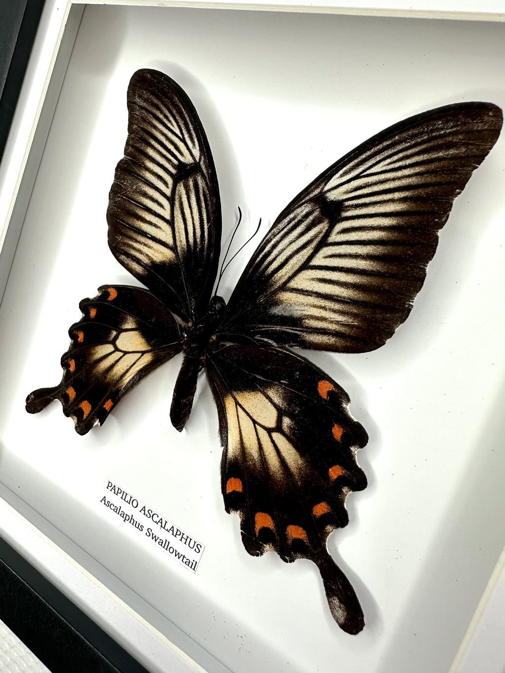 Ascalaphus Swallowtail | Papilio Ascalaphus | Medium Frame • Taxidermy Entomology Home Decor Framed Art