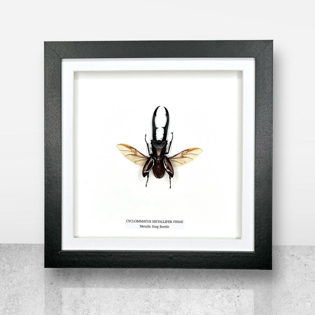 Metallic Stag Beetle | Medium Frame • Taxidermy Entomology Home Decor Framed Art