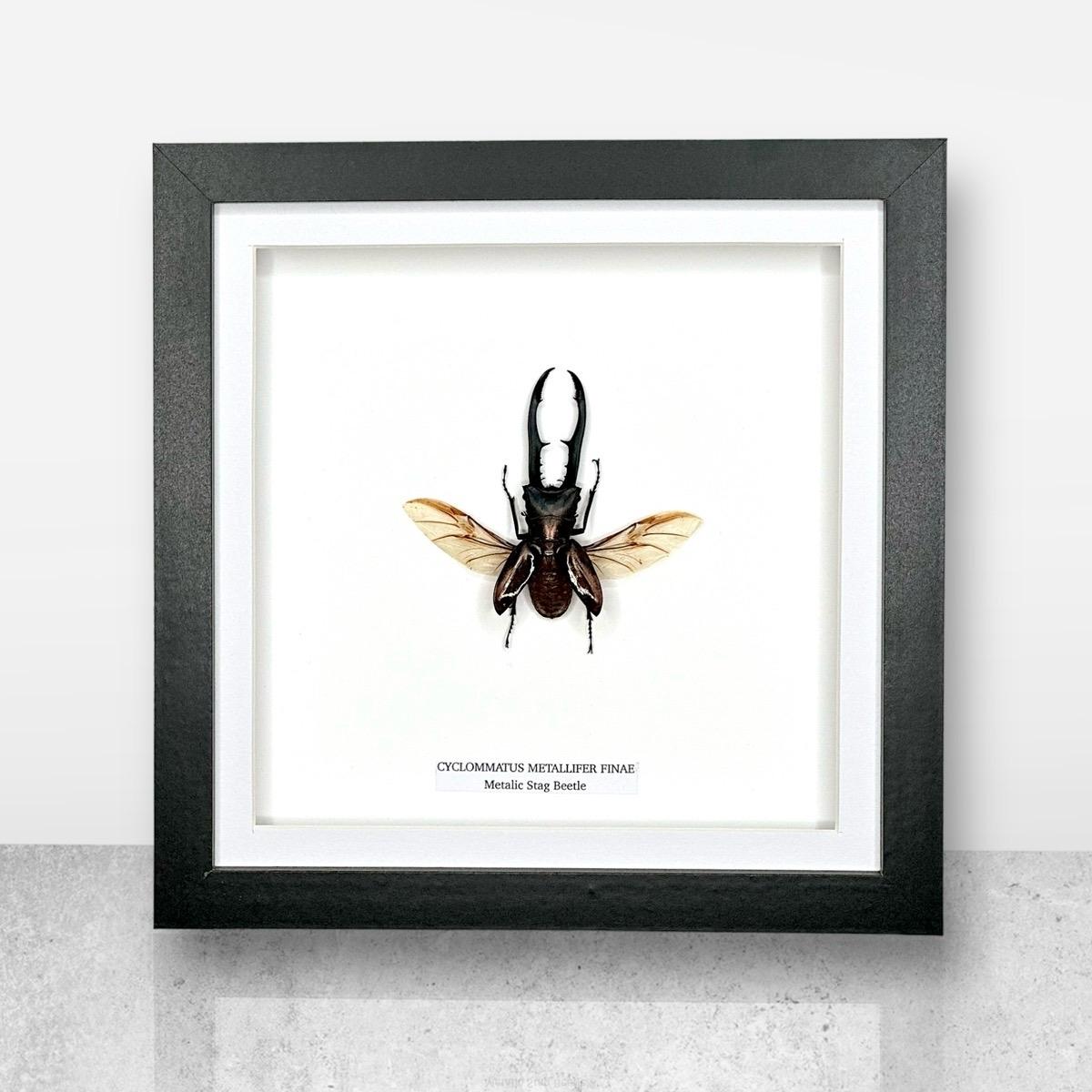 Metallic Stag Beetle | Medium Frame • Taxidermy Entomology Home Decor Framed Art