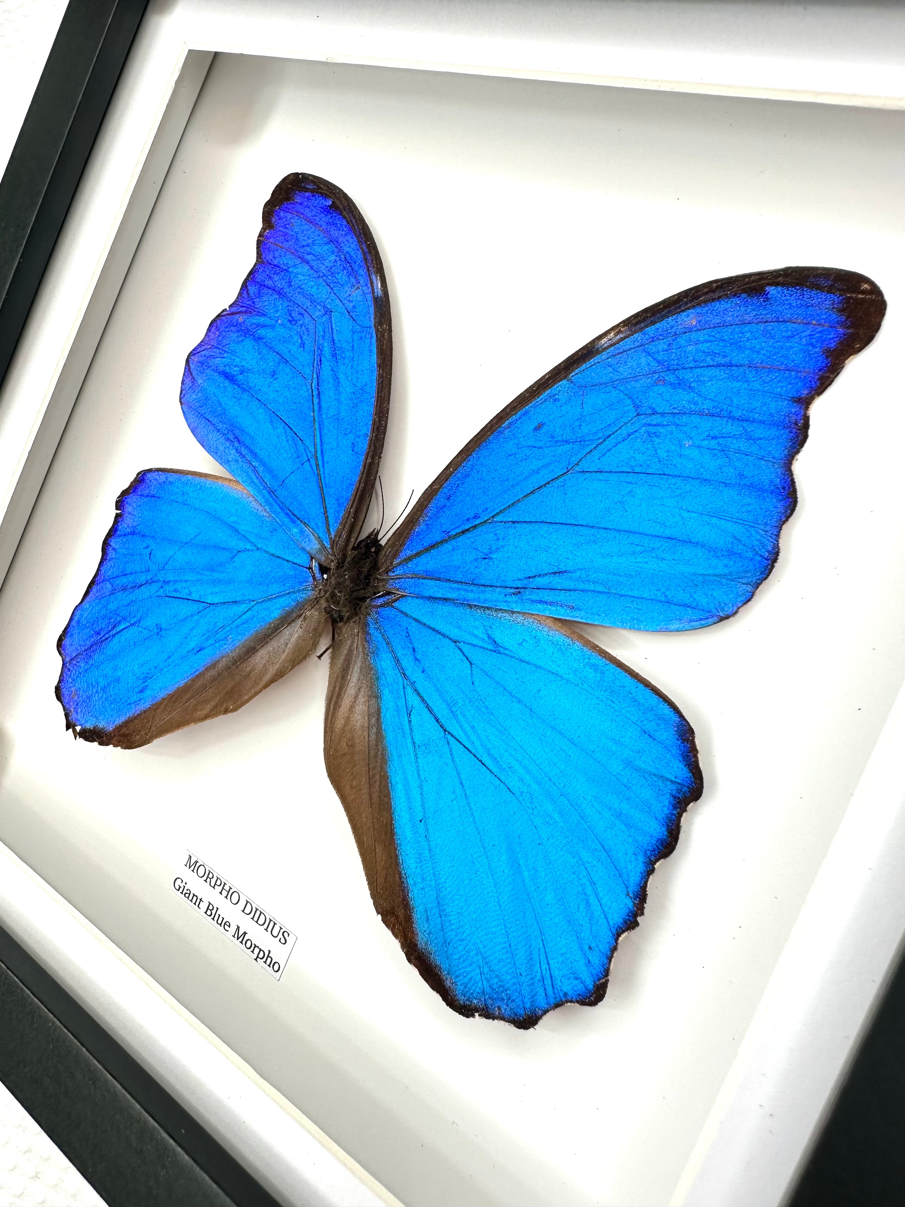Giant Blue Morpho | Morpho Didius | Medium Frame • Taxidermy Entomology Home Decor Framed Art