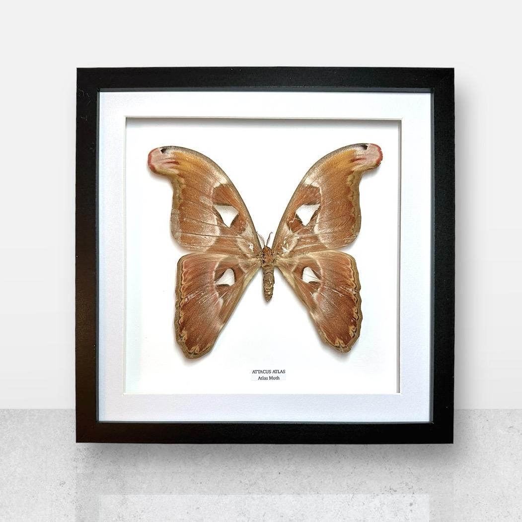 Giant Atlas Moth | Attacus Atlas | Large Frame • Taxidermy Entomology Home Decor Framed Art
