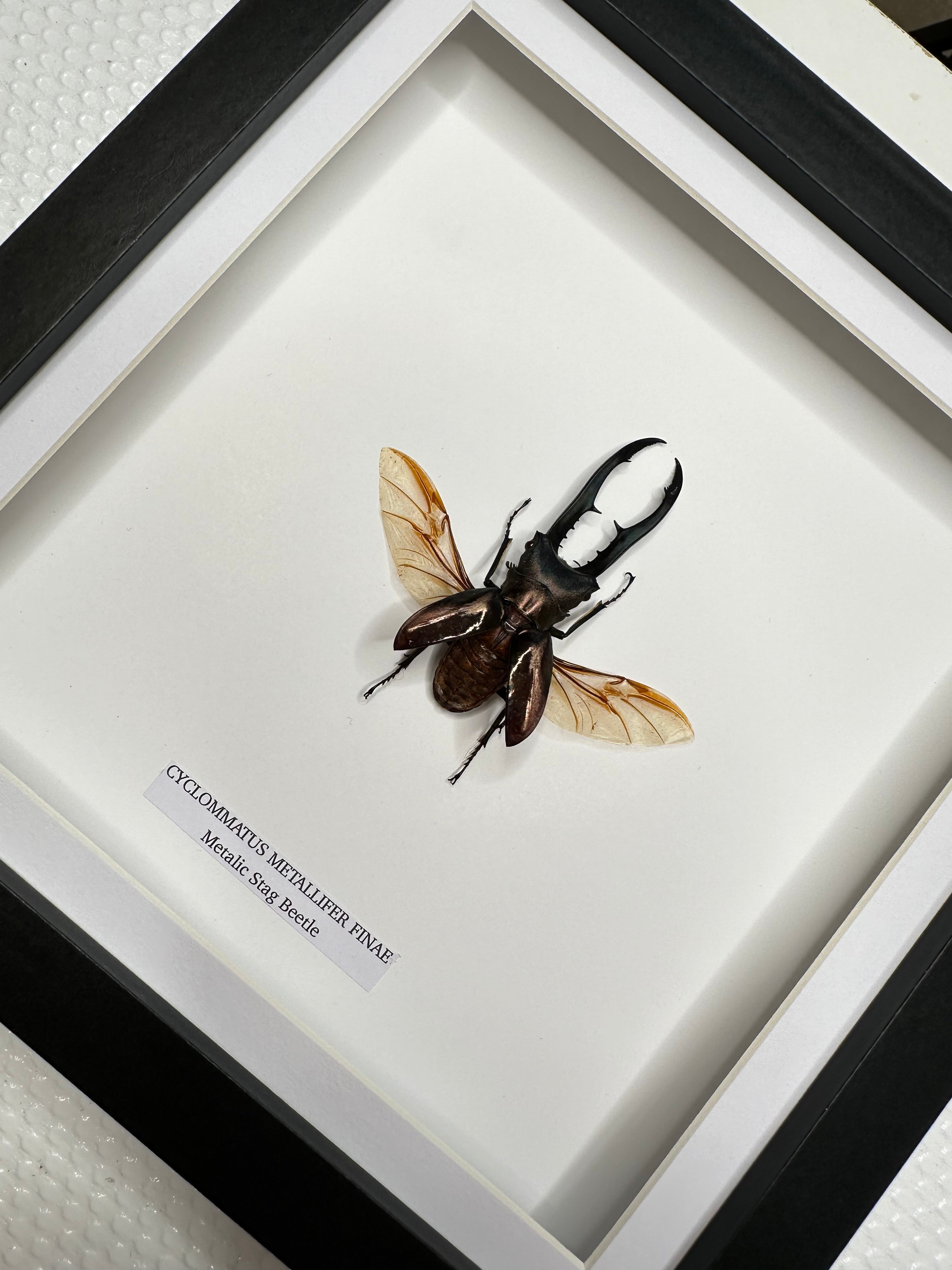 Metallic Stag Beetle | Medium Frame • Taxidermy Entomology Home Decor Framed Art