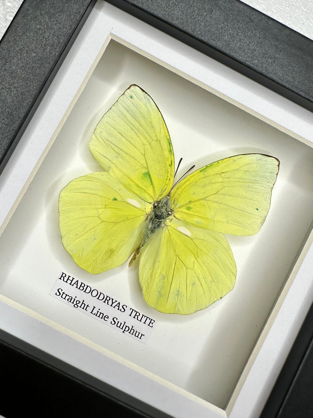 Straight Line Sulphur | Small Frame • Taxidermy Entomology Home Decor Framed Art