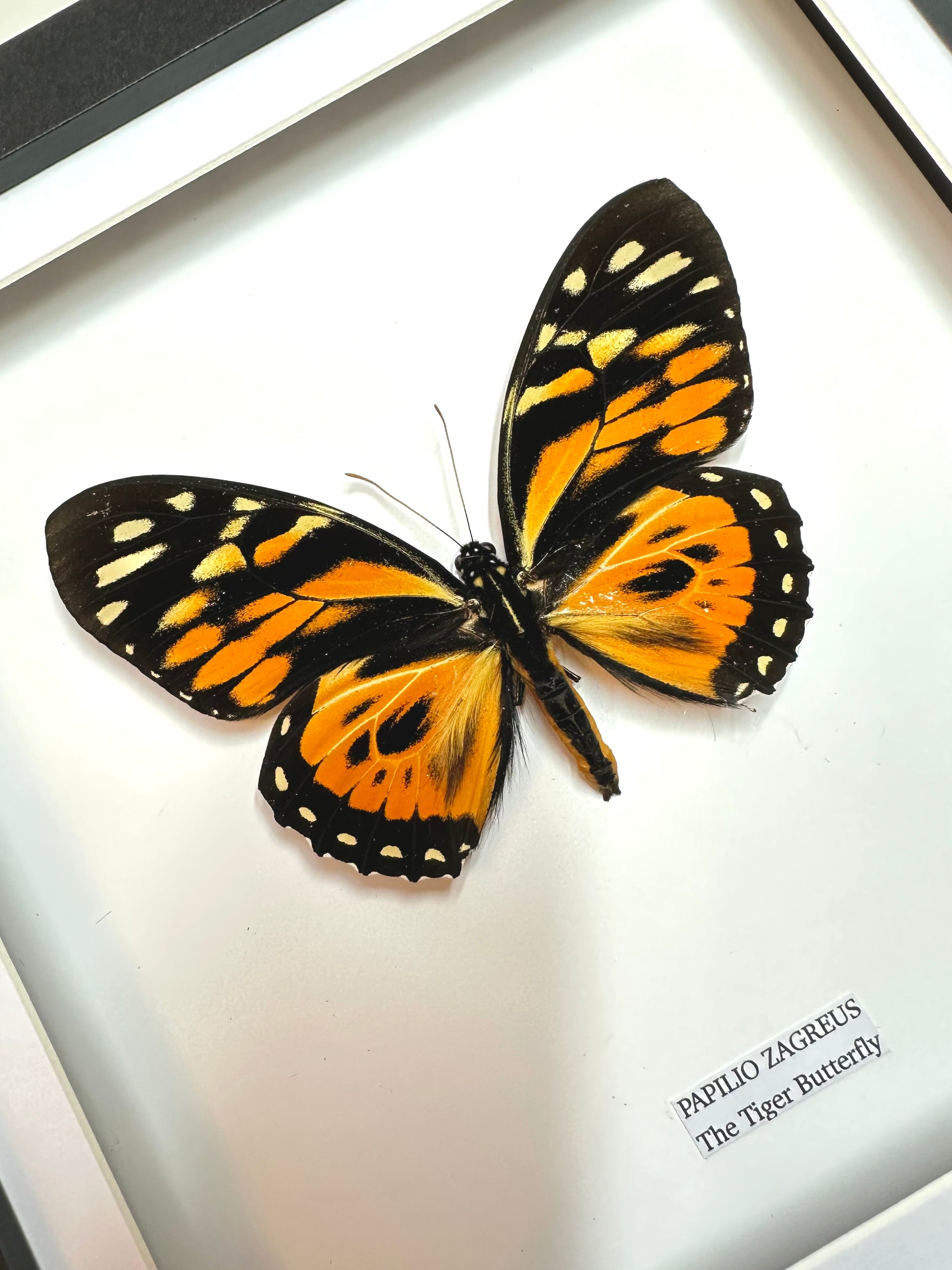 The Tiger Butterfly | Papilio Zagreus | Medium Frame • Taxidermy Entomology Home Decor Framed Art